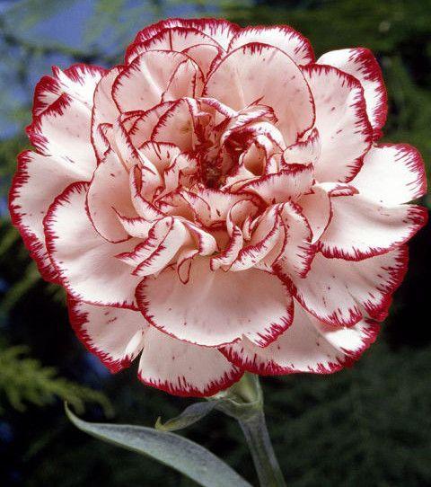 Celestial Harmony Exotic Flower Mix
